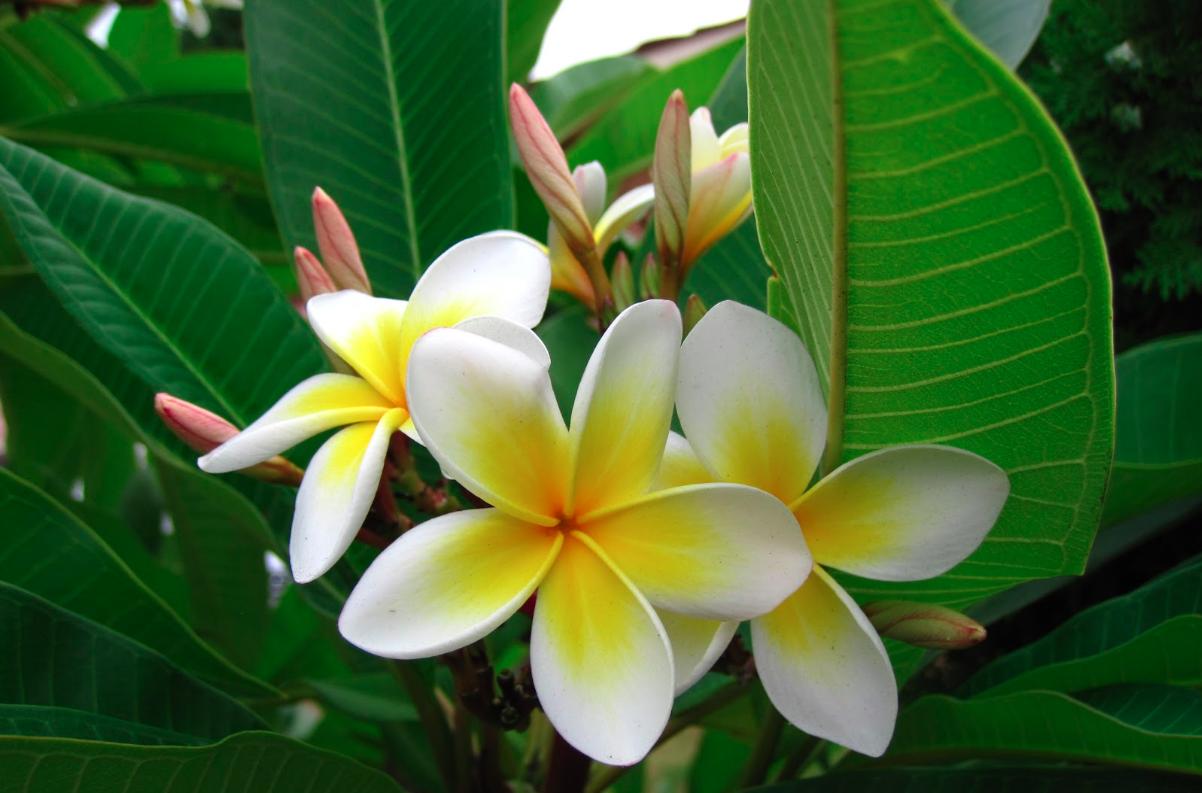 hoa-dai-nhap-trach hoa dai