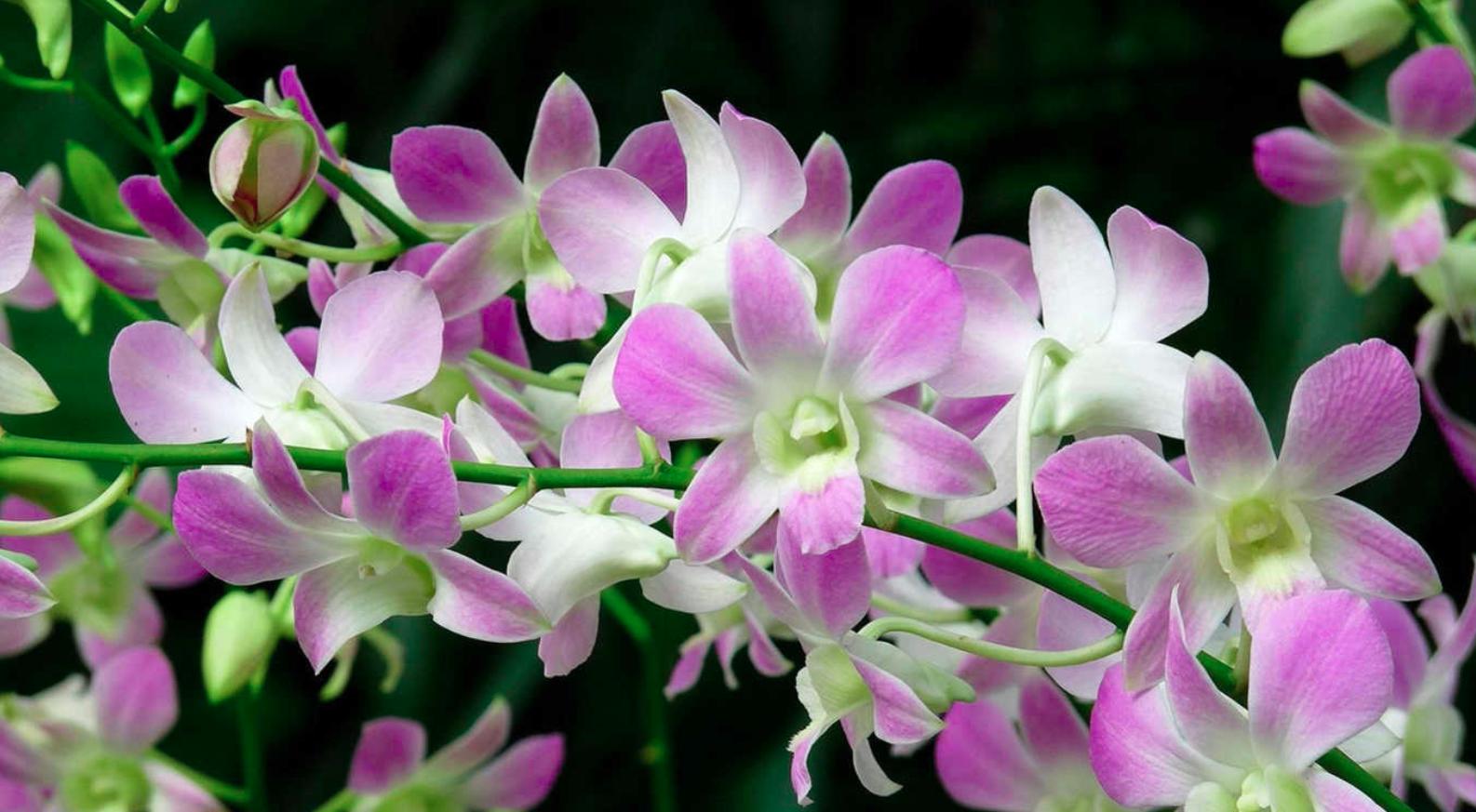 hoa-phong-lan-nhap-trach hoa phong lan